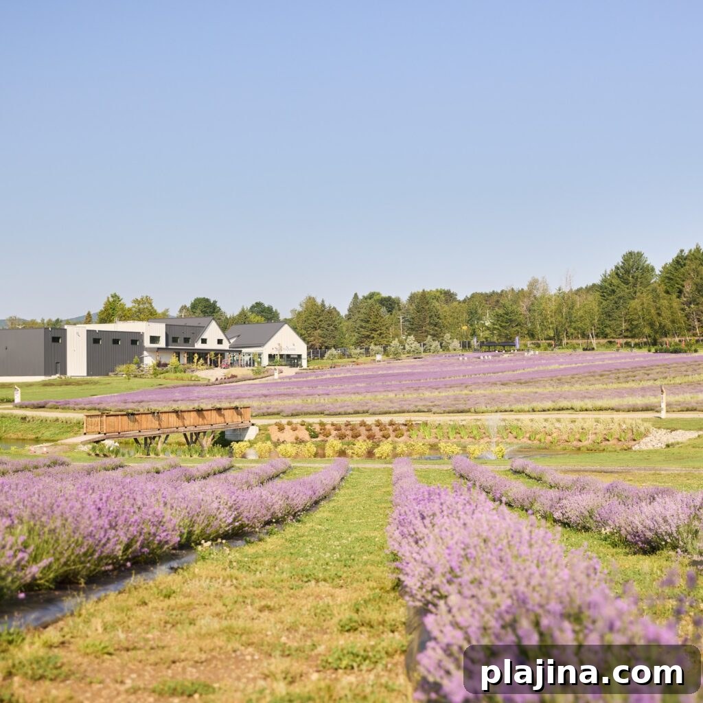 lavender field