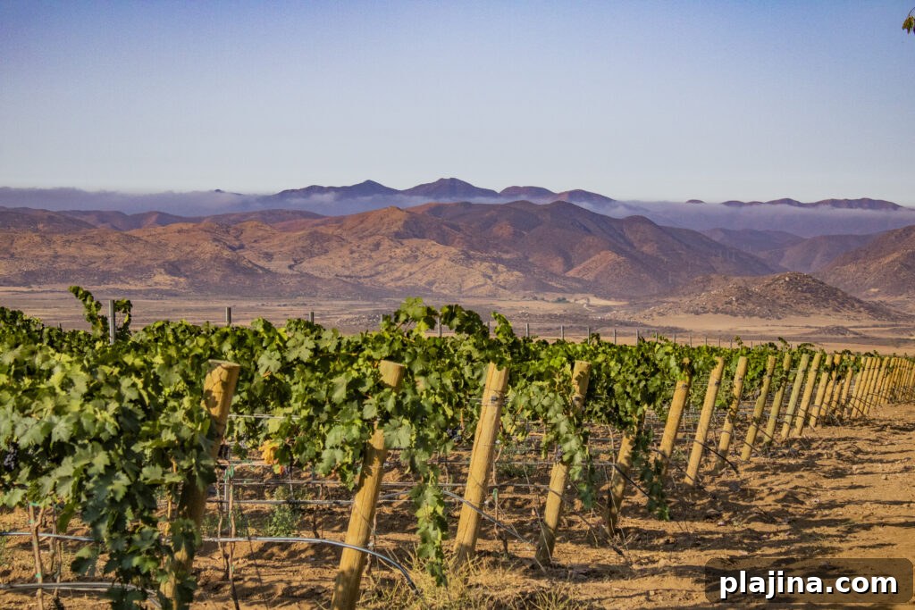 vineyards