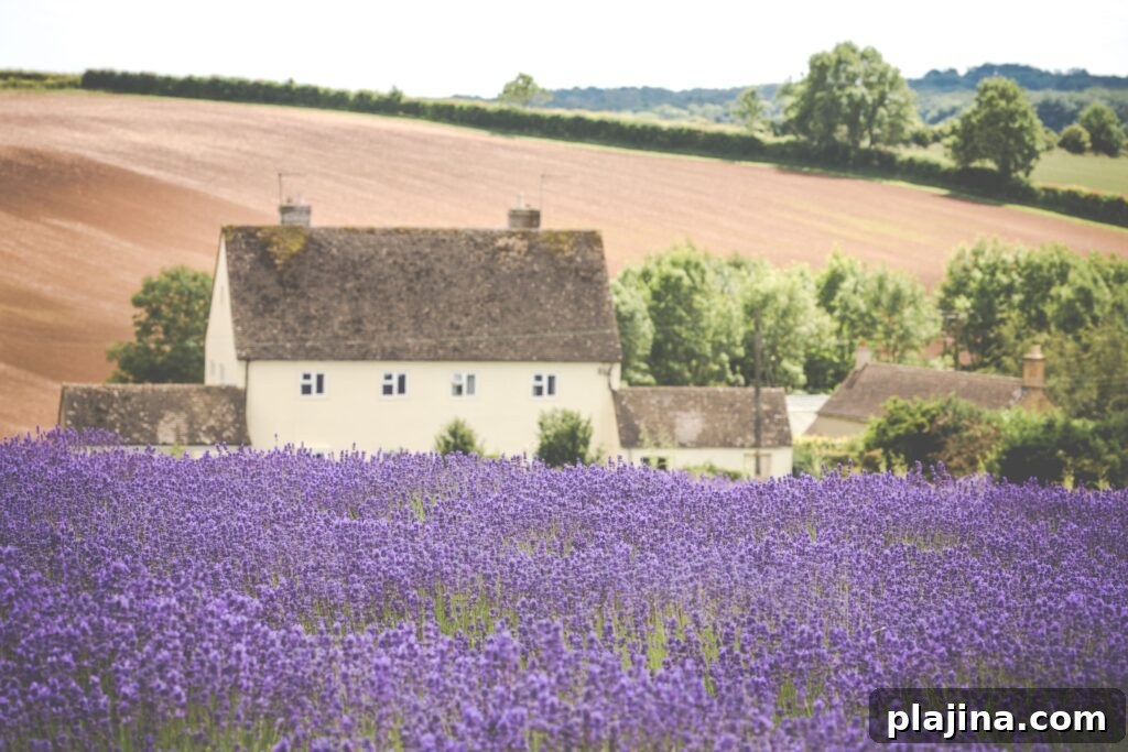 Cotswolds