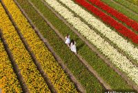 Celebrate Tulip Season in Amsterdam at Anantara Grand Hotel Krasnapolsky