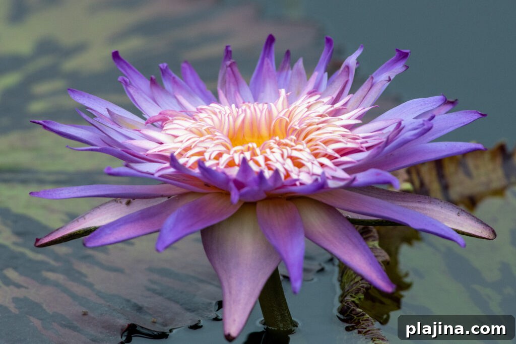 waterlily