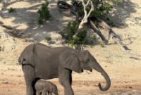 Explore Africa’s Wild Wonders: Top Safari Adventures & Wildlife Spots