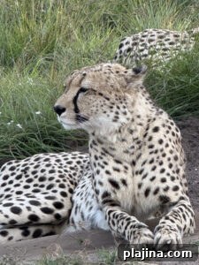 img 176929 3