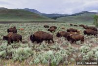 Maximize Your National Park Visit with a Guided Tour
