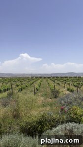 Vineyard landscape