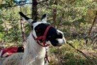 Hike Vail, Colorado with a Llama: Guided Llama Trekking Tours