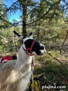 img 178585 1
