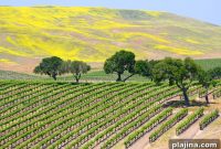 Relax in Santa Barbara: Laid-Back Vibe and Coastal Charm