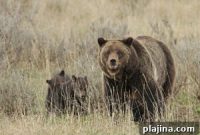 Spring in Cody, Yellowstone: See Adorable Baby Wildlife Up Close