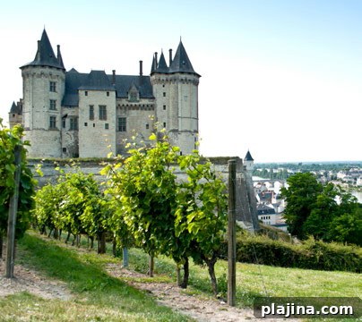 Saumur château and vineyard