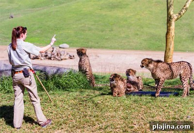 Zookeeper feeding cheetahs at the San Diego Zoo