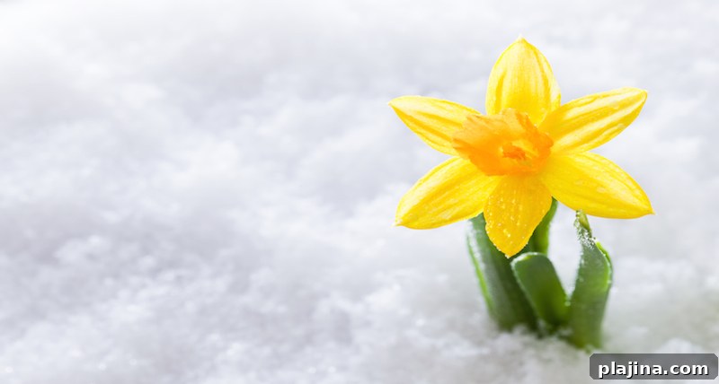Spring Travel Destination