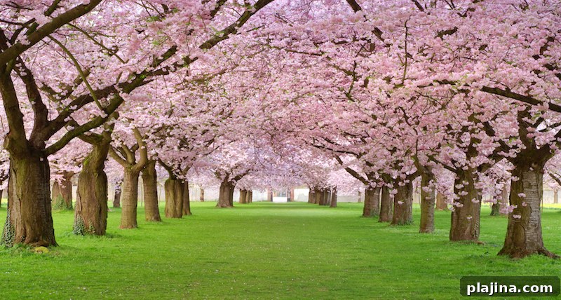 cherry blossoms