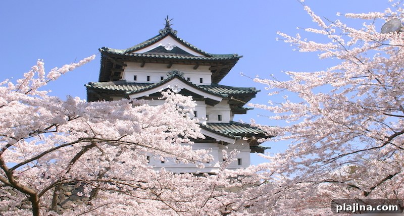 Japan cherry blossoms