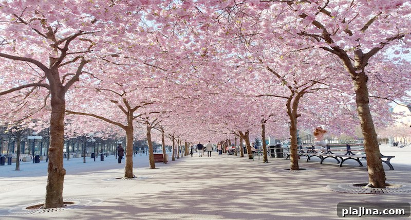Sweden cherry blossoms