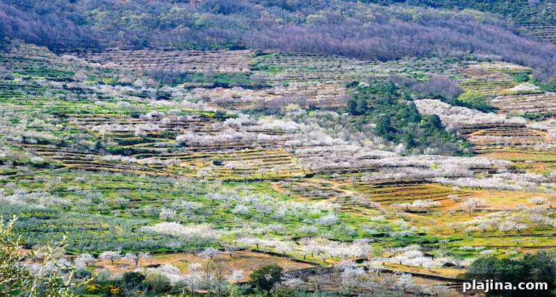 Jerte Valley Spain