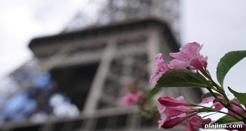 Paris cherry blossoms
