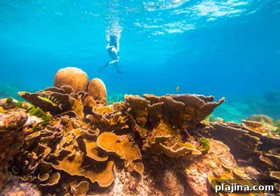 A coral reef, Racha Noi
