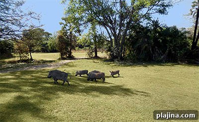 Elephant Hills Golf Club