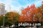 img 79236 14