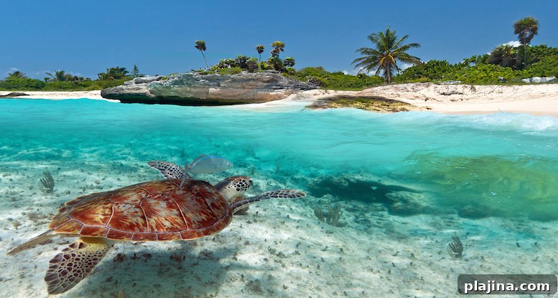 Caribbean