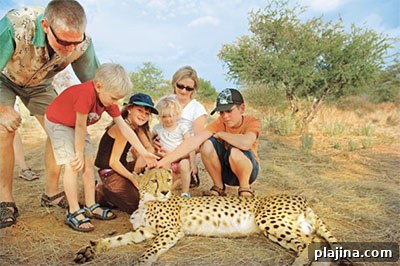 Family at a Zambia cheetah encounter