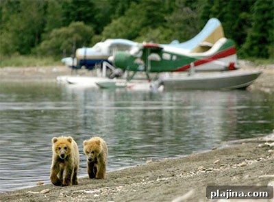 Grizzly bear fishing for salmon at Brooks Falls in Katmai National Park