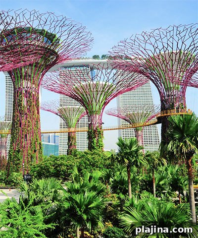 Supertrees at Gardens by the Bay