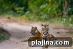 img 84469 11
