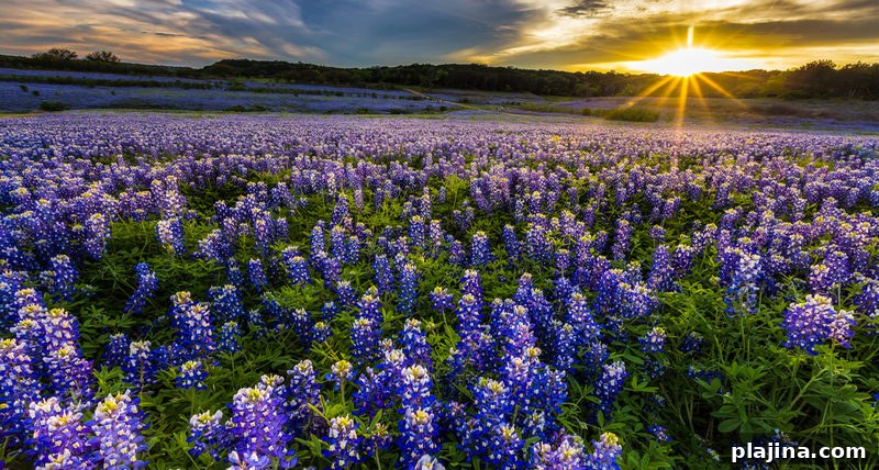 Texas