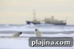 img 85126 13