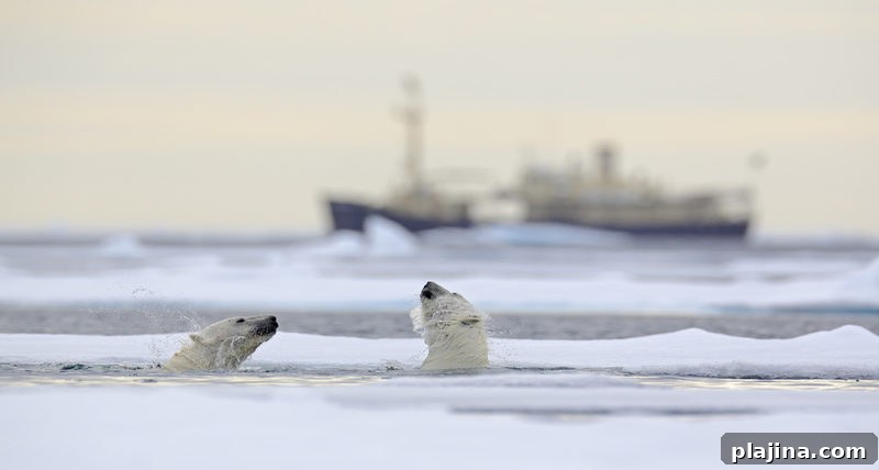 Svalbard