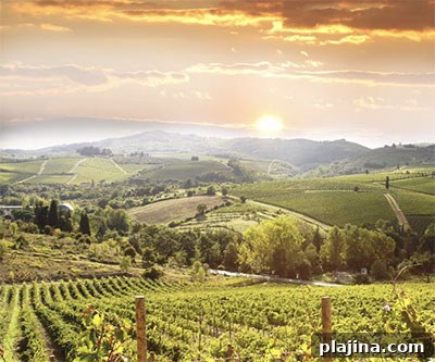 Chianti vineyard landscape