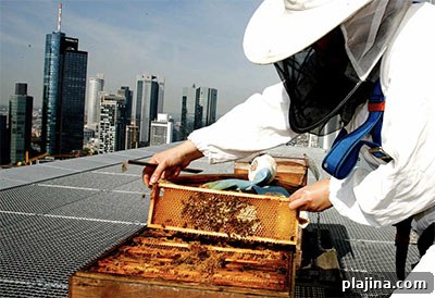 Beekeeper at Jumeirah Frankfurt © JUMEIRAH