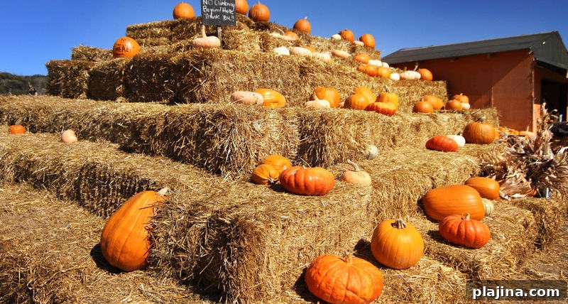 fall