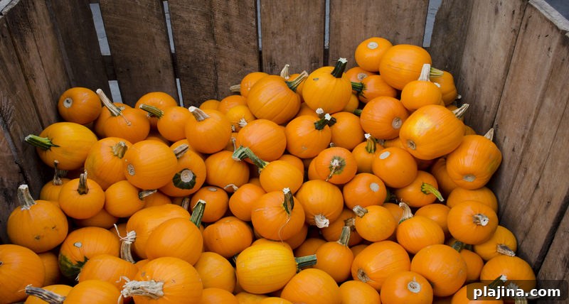 Circleville Pumpkin Show