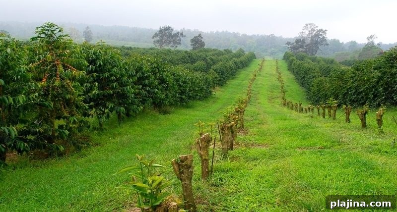 Kona Coffee Cultural Fest