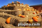7 Fall Festivals Happening This Season You Can Still Attend 2 img 90276 9
