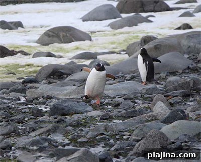 Penguins