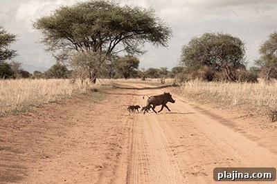 © Aloito Africa