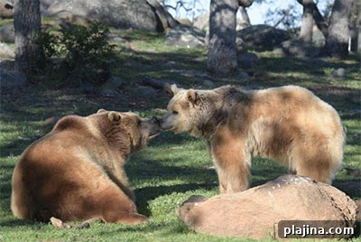 Rescued grizzly bear siblings Albert and Cherry