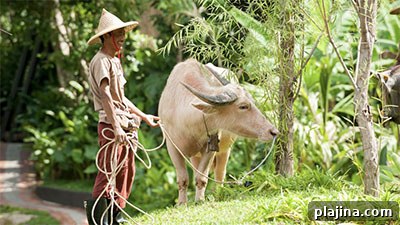 Rescued buffalo at Keemala Resort & Spa in Thailand